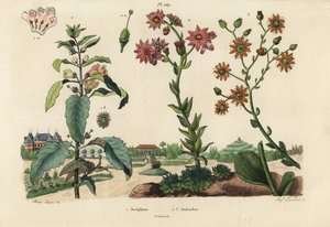 Josephine plant, Josephinia imperatricis and stonecrops, Crassula species by Unbekannt