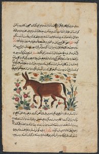 Khar (Ass), from a Nuzhat-nama-yi ala