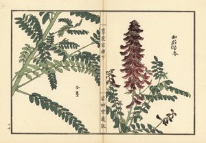 Kouka or kujin, Sophora flavescens. Root used in Chinese medicine as ku shen. Handcoloured woodblock print by Kono Bairei from Kusa Bana Hyakushu (One Hundred Varieties of Flowers), Tokyo, Yamada by Unbekannter Künstler