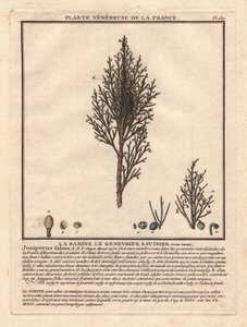 La Sabine, the Savinier Juniperus fabina by Unbekannter Künstler
