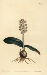 Glossy Leaved Lachenalia
