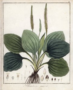 Large Plantain by Unbekannter Künstler