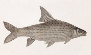 Cyprinid