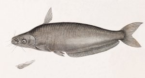 The Silure Schilbe