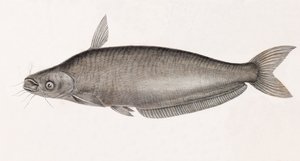 Schilbe Catfish