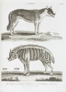 The Wolf and the Striped Hyena and Cantharis Insects by Unbekannt