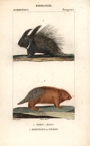 The Porcupine and the Urson or American Porcupine by Unbekannter Künstler