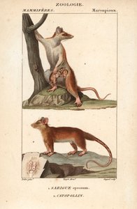 The Opossum and the Cayopollin by Unbekannter Künstler