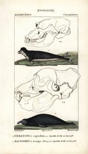 The Hooded Stematope and the Elephant Seal by Unbekannter Künstler