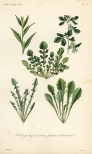 Leaf vegetables