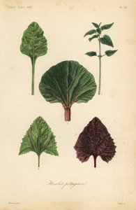 Leaf vegetables by Unbekannt