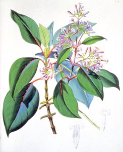 Leaves and flowers of the quinine tree by Unbekannter Künstler