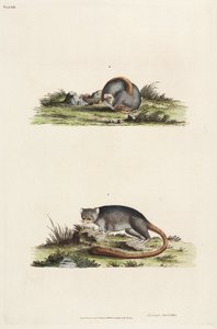 Lemurs