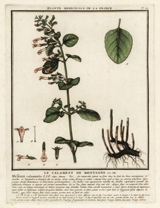 Lesser Calamint, Clinopodium nepeta by Unbekannter Künstler