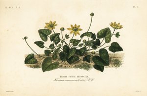 Lesser celandine or pilewort