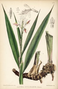 Lesser Galangal, Alpinia Officinarum by Unbekannter Künstler