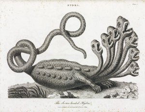 The Seven-Headed Hydra