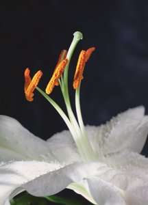 Lily Stamens, 2001 (photo)