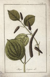 Long Pepper Dish, Piper longum by Unbekannter Künstler