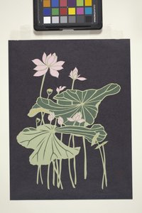 Lotus by Unbekannter Künstler