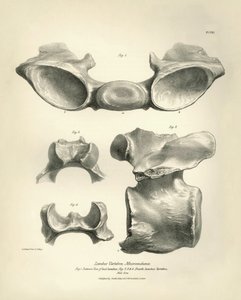 Lumbar vertebra of Macrauchenia, a prehistoric animal, found by Charles Darwin during his exploration journey aboard the Beagle. The Zoology of the voyage of H.M.S. Beagle under the command of Captain Fitzroy during the years 1832 to 1836 by Unbekannter Künstler
