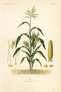Maize or corn, Zea mays by Unbekannt