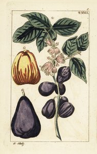 Malay apple, Syzygium malaccense