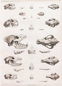 Mammals: Carnivore Skulls