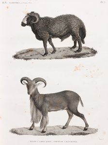 Mammals: A Ram with a Large Tail and a Barbary Sheep by Unbekannt