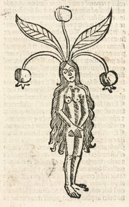 Mandrake (female form) by Unbekannt
