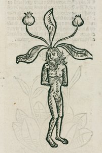 Mandrake by Unbekannt