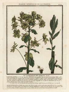 Marsh spurge by Unbekannter Künstler