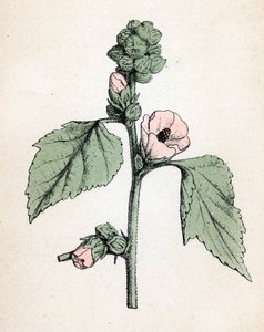 Marshmallow Officinale