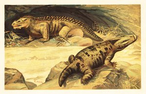 Mastodonsaurus and Pareiasaurus 1908