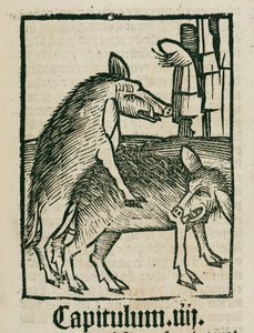 Mating boars