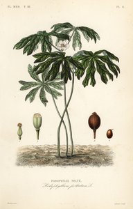 Mayapple or American mandrake, Podophyllum peltatum