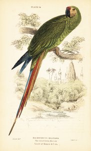 Military Macaw, Ara Militaris 1889 by Unbekannter Künstler