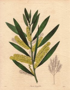 Mimosas Caterpillar (Acacia longifolia), Illustration by R. Mills by Unbekannter Künstler