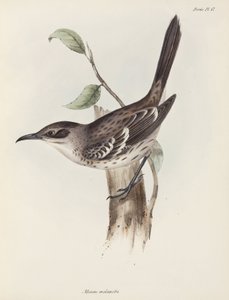 Mockingbird, Galapagos Islands, c. 1832-1836