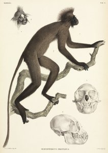 Monkey and skull details, Sumatra, Indonesia