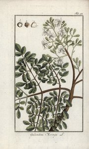 Moringa, Moringa oleifera by Unbekannter Künstler
