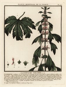 Motherwort, Leonurus cardiaca by Unbekannter Künstler