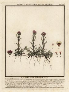 Mountain Everlasting, Antennaria Dioica by Unbekannter Künstler