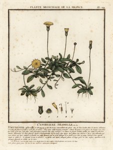 Mouse-ear Hawkweed, Pilosella Officinarum by Unbekannter Künstler
