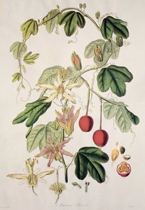 Murucuja Baueri / Passion Flower by Unbekannt