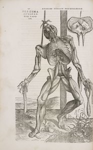 Front view of the deeper muscles of the male human body by Unbekannt