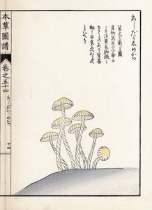 Mushrooms: Shimeji Ashitaka. Japanese Print by Kanen Iwasaki from Honzo Zufu, Illustrative Guide to Medicinal Plants by Unbekannter Künstler
