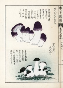 Mushrooms: Varieties of Shimeji (Edible). Japanese Print by Kanen Iwasaki from Honzo Zufu, Illustrative Guide to Medicinal Plants