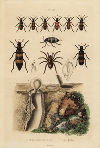 Mygalomorph trapdoor spider and its nest, and beetles, Mylabris species