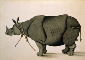 Rhinoceros possibly from the Francis Buchanan Collection, c.1800, artist unknown by Unbekannter Künstler